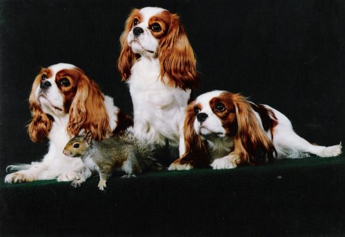 3 Cavaliers with squirrel
