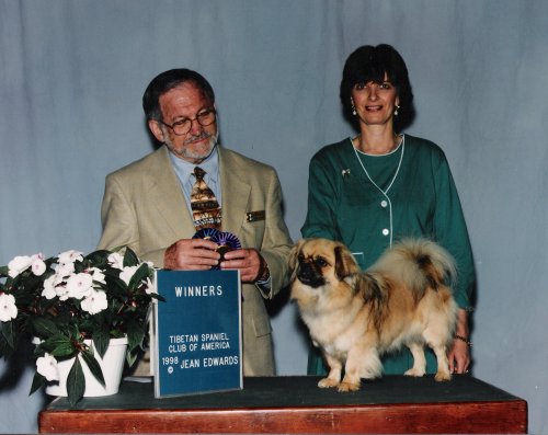 Ambrier tibetan best sale spaniels
