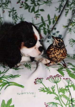Bird and puppy
