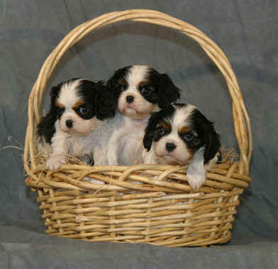 Chadwick 3 tricolor pups in basket