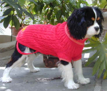 McCallum as pup in red coat