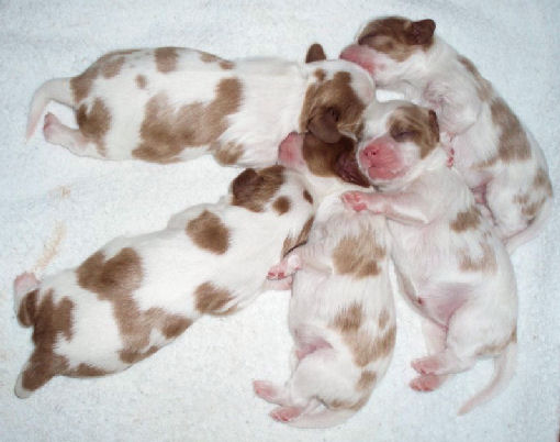 Puppy pile