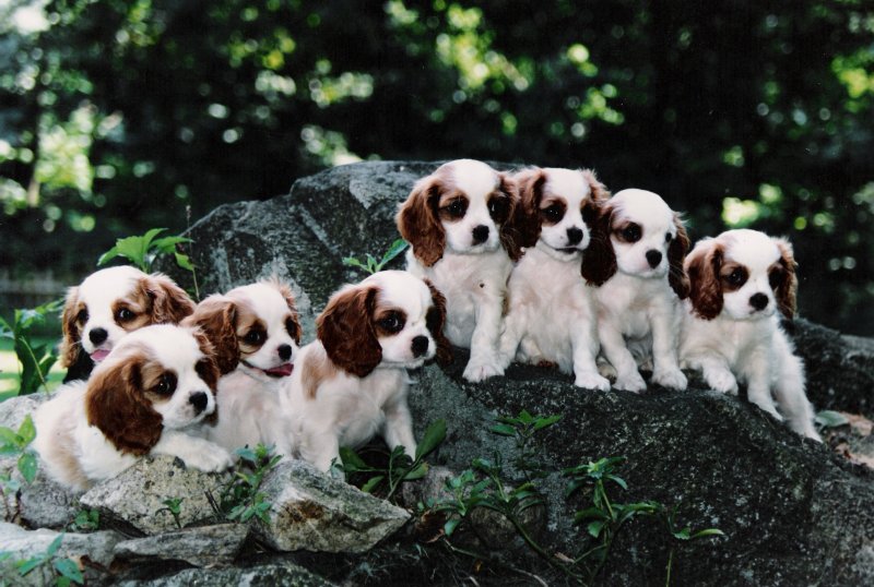 Chadwick 8 puppies on rocks