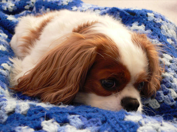 Annabelle laying in blanket