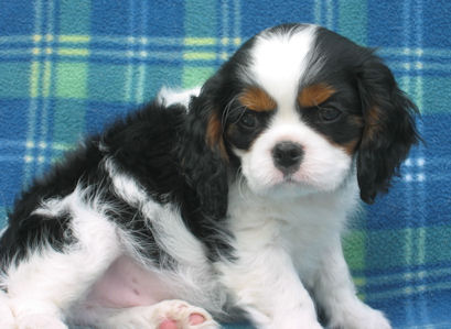 Chadwick Edinburgh Tatoo pup picture soft expression
