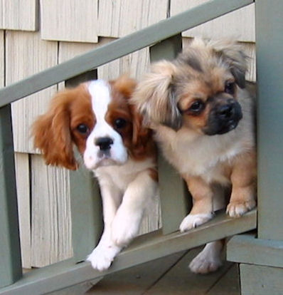 Cavalier and Tibetan puppy