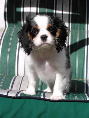 tri puppy on green stripped chair