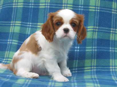 puppy sitting on blue plaid blanket