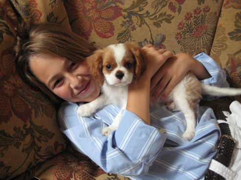 Cavalier puppy and child
