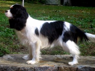 Chadwick Coco Chanel older puppy standing