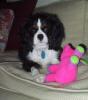 Chester with pink pig