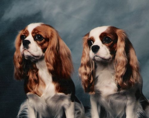 Chadwick spaniels shop