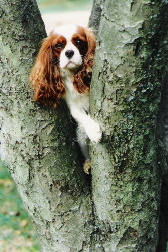 Florin up in tree
