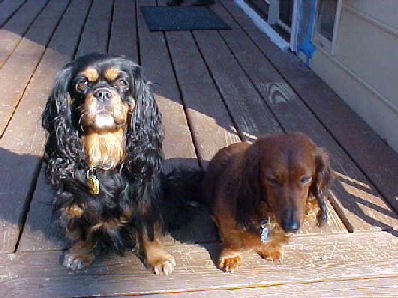 Kindle b/t and friend dachsie