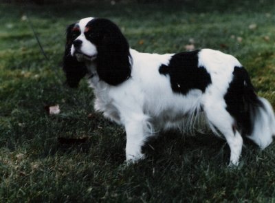 Chadwick spaniels shop
