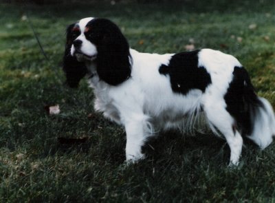 Lucy standing