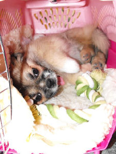 Maude laying in crate