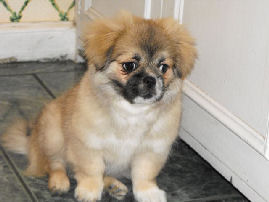 Maude sitting in new home