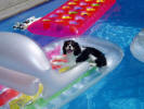 Morgan in pool on float
