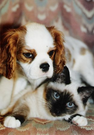 Murphy puppy and Birman kitty
