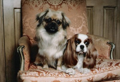 Tibbie and Cavalier