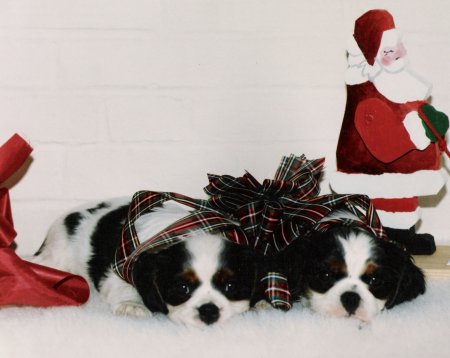 Christmas tri pups 