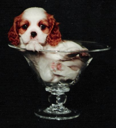 Cavalier puppy in bowl
