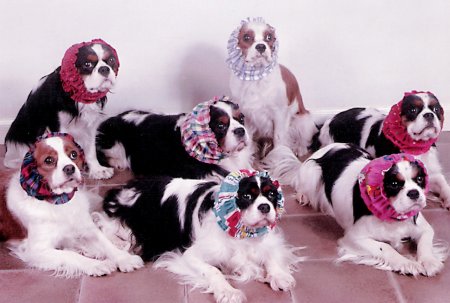 Cavalier group in snoods