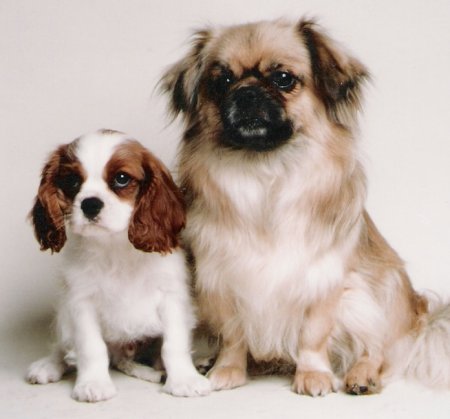 tibetan spaniel x cavalier