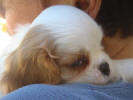 Alfie on shoulder