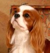 AKC Ch. Chadwick Happy Camper