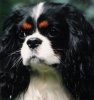 Baggins page link picture