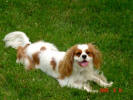 Buddy in grass