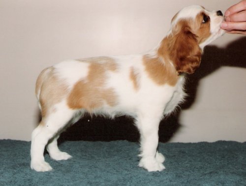 Chadwick Calamity Jane standing as puppy