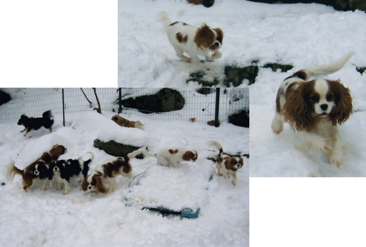 Camp Chadwick picture in snow