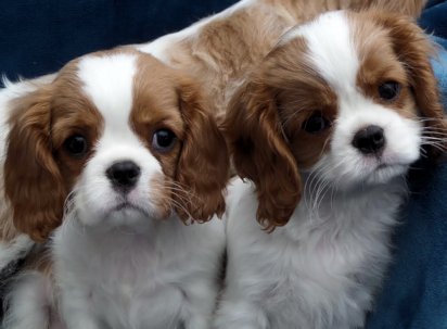 Caruso two blenheim offspring tilted head