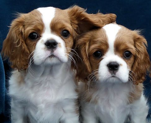 Caruso 2 blenheim offspring