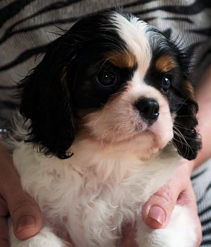 Caruso tri offspring angled head