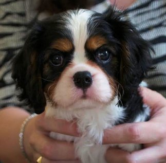 Caruso tri offspring