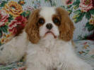 Blenheim laying on flowery couch