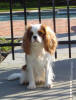 Piper waiting for swin Amy Zusy