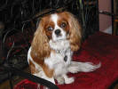 Pippin and Rachel Cooper jewelry