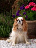 Lilly Krochmal blen girl