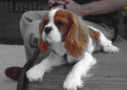 Remi sunning himself