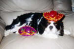 Winston with mex hats