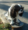 tri on skate board