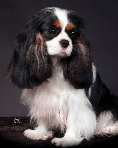 Chanel sitting July 2009