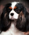Chanel new head link pic July 2009