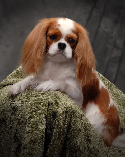 Chadwick Happy Talk head shot