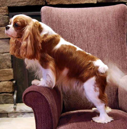 Chadwick Indecent Affair standing on chair